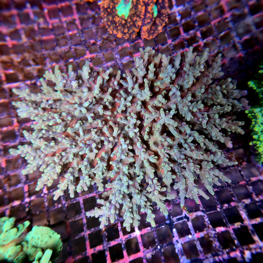 Aussie SPS Colony - Coral Farm Kuwait