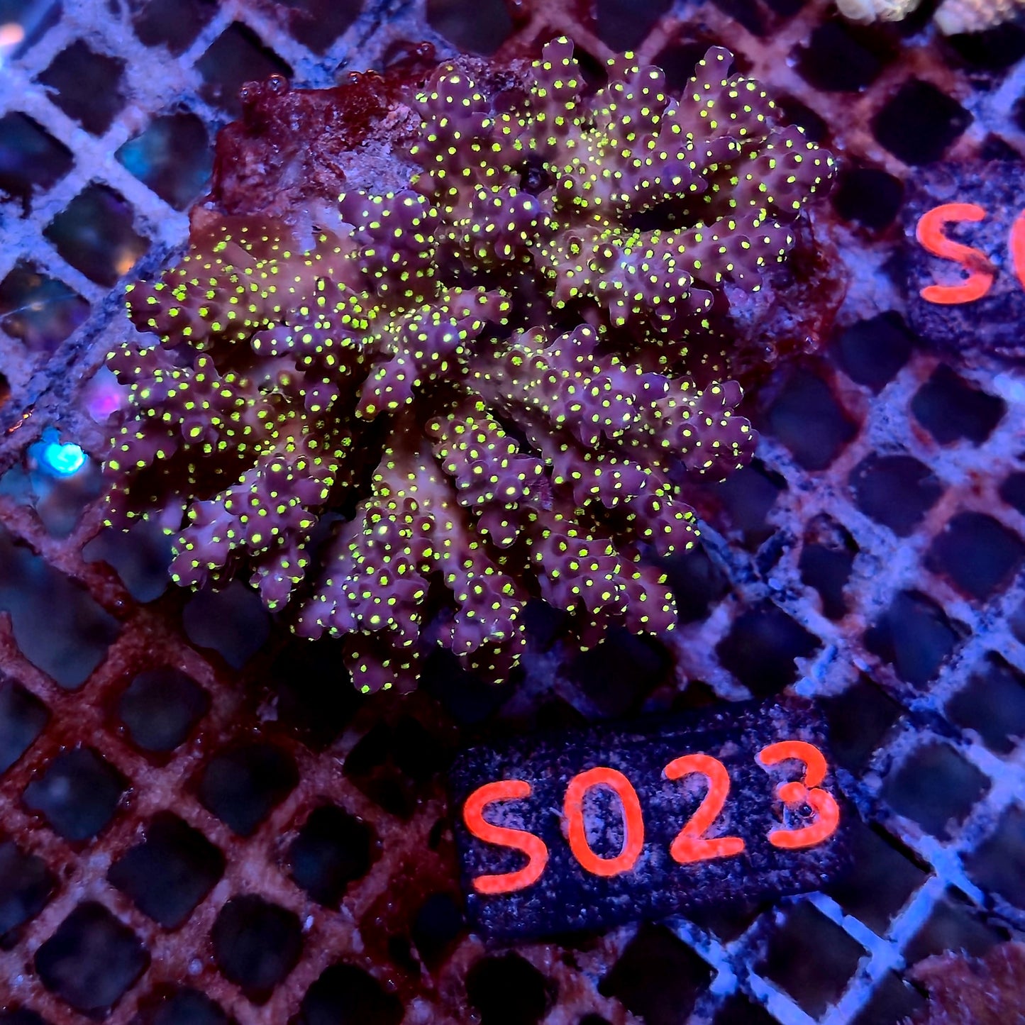 Australian SPS S023