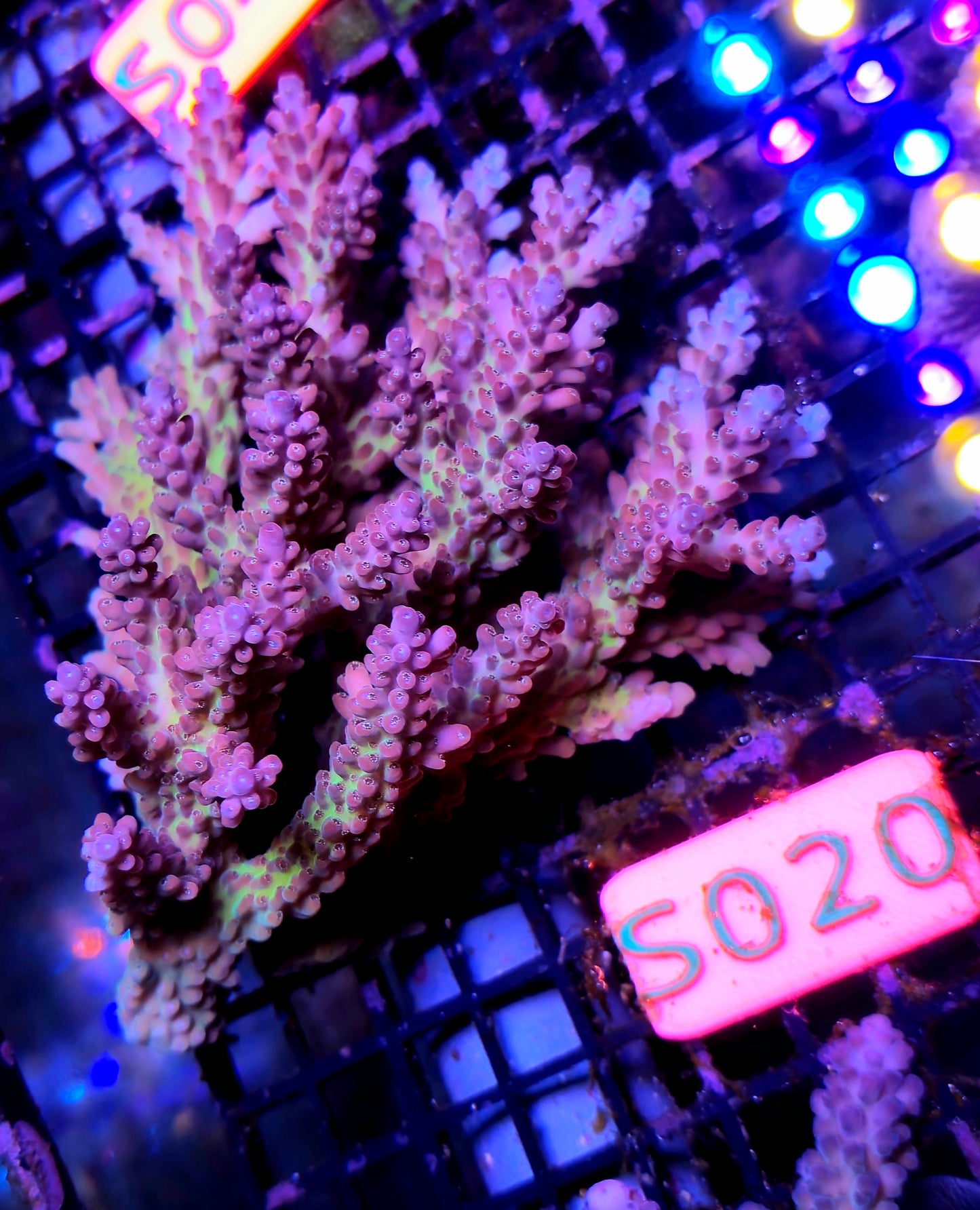 Australian SPS Colony s020p