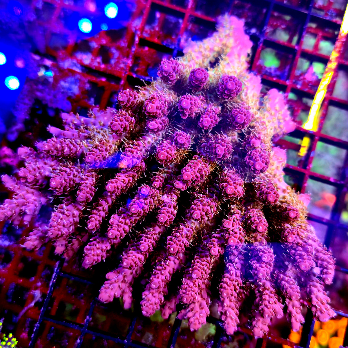 Australian Acropora Colony B1