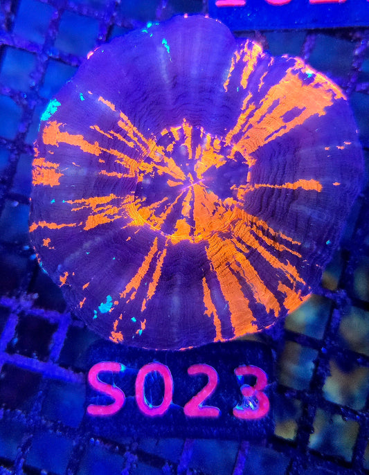 Scolymia Australis s023