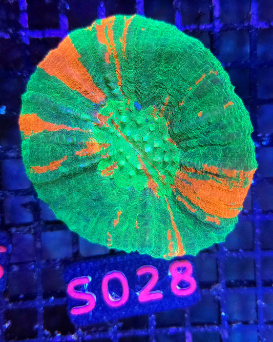 Scolymia Australis s028
