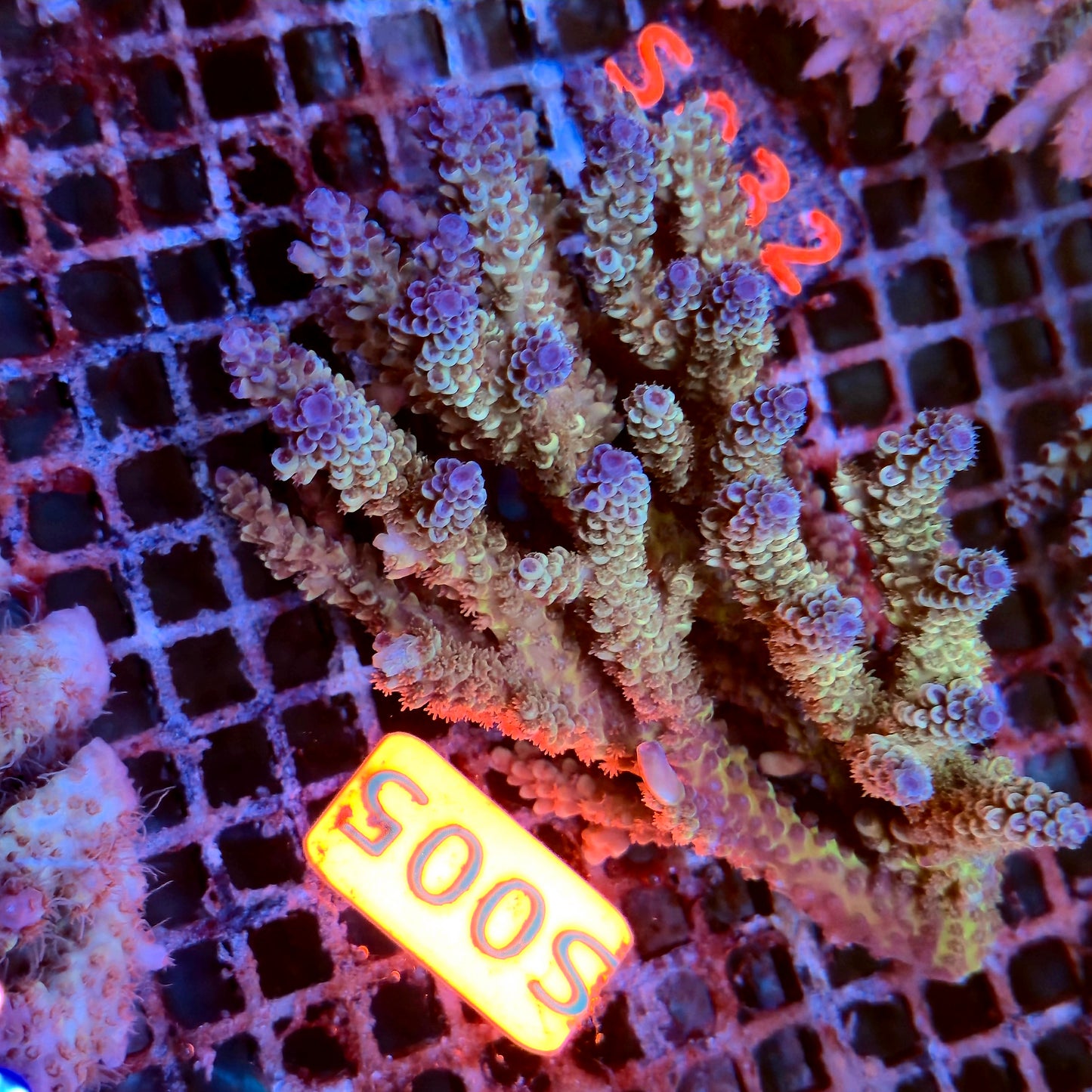 Australian SPS S005 Blue Tenius