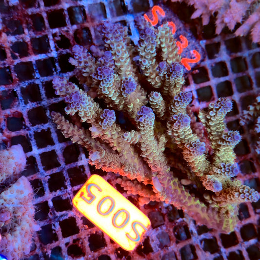 Australian SPS S005 Blue Tenius
