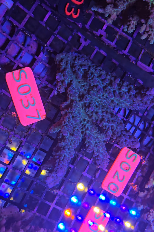 Australian SPS Colony s037p