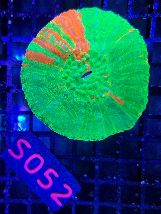 Scolymia Australis s052