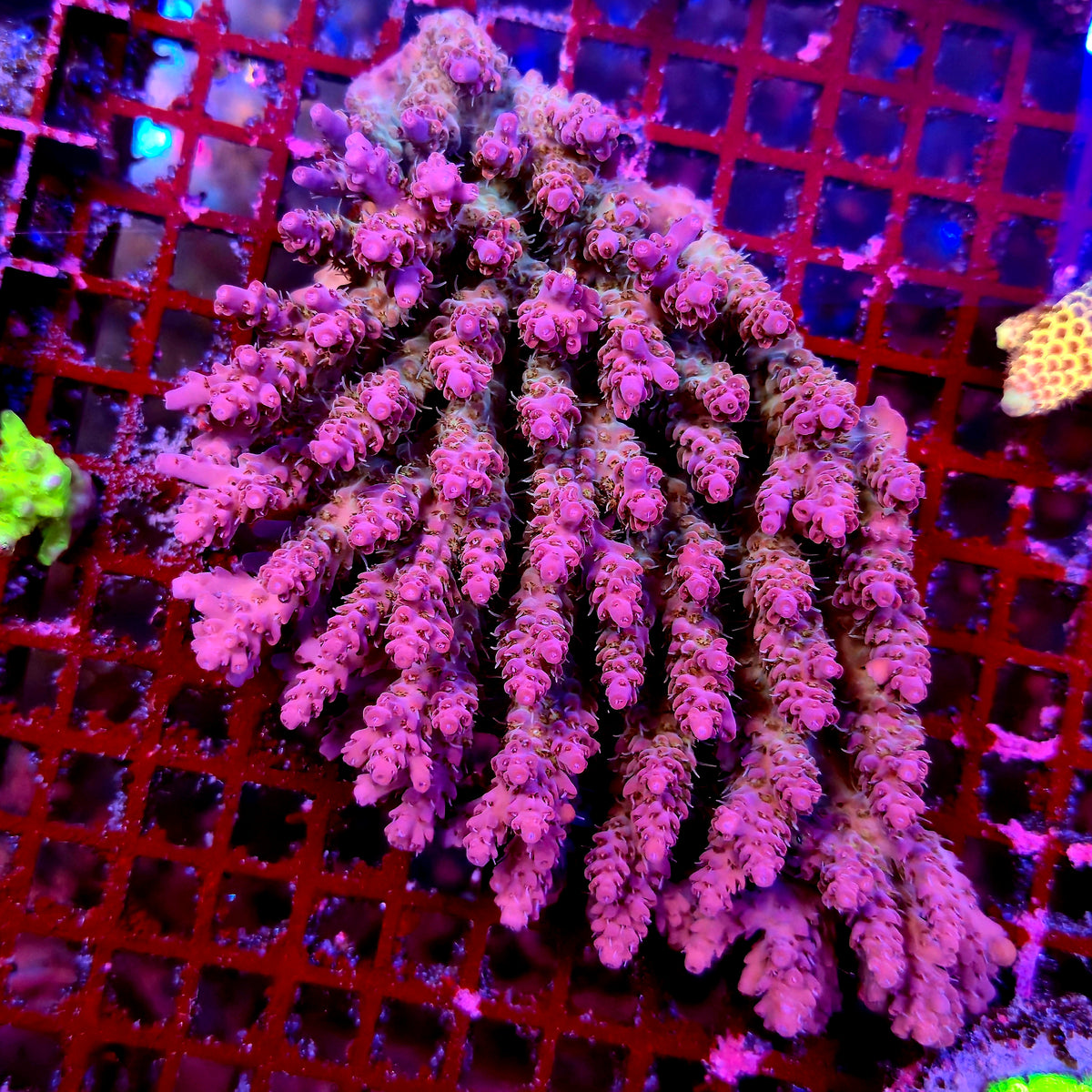 Australian Acropora Spathulata Colony C11