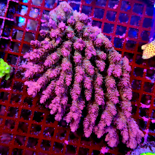 Australian Acropora Spathulata Colony C11
