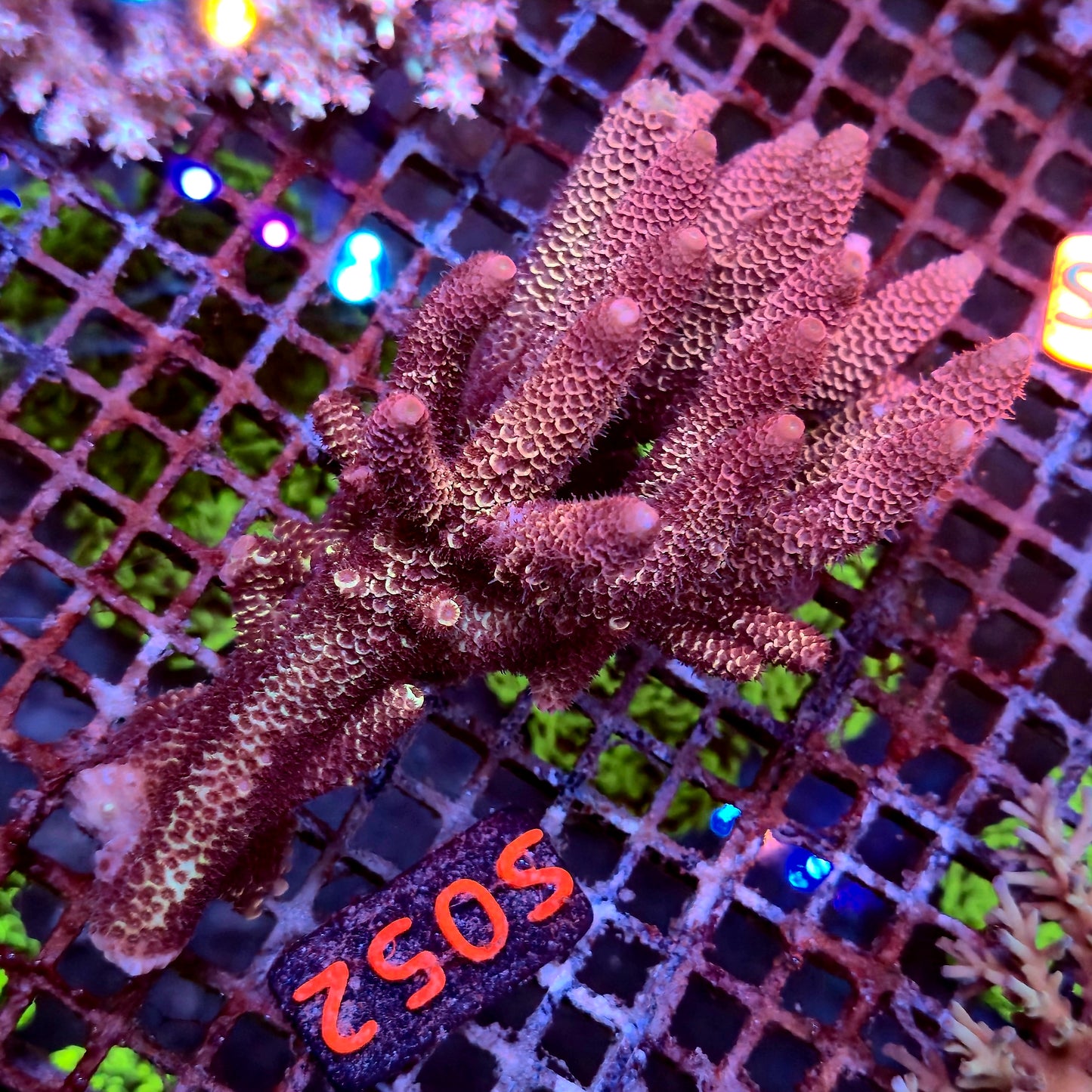 Australian SPS S052