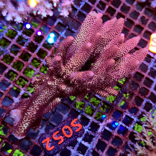 Australian SPS S052