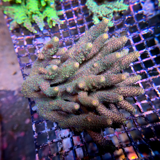 Aussie SPS Colony - Coral Farm Kuwait