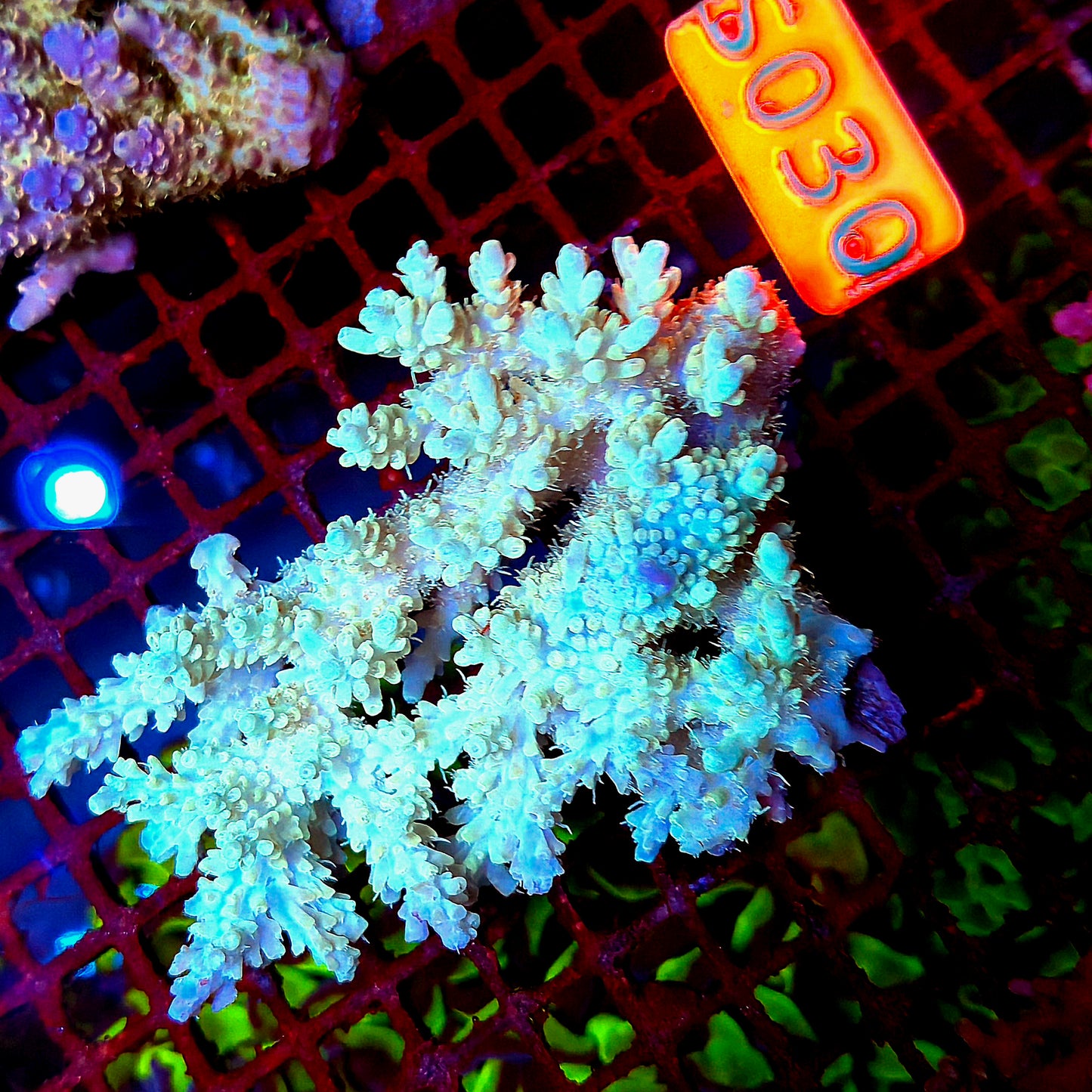 Australian SPS S030 YELLOW