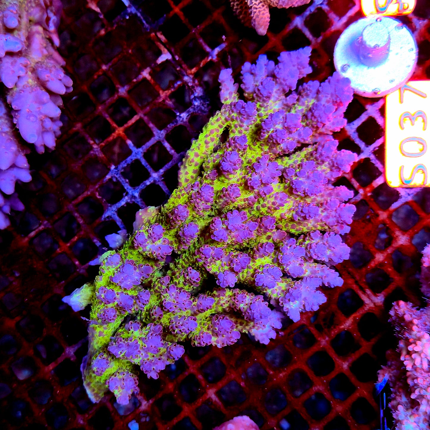Australian SPS S037