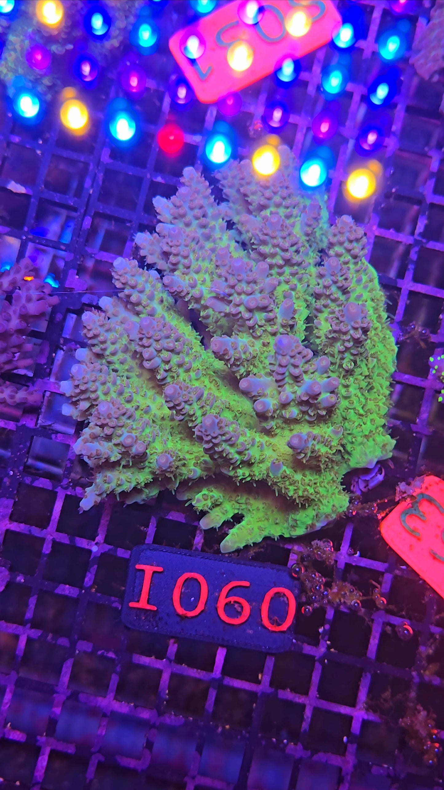 Australian SPS Colony I060