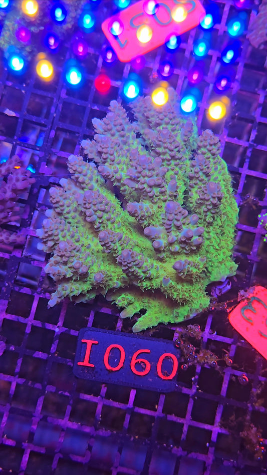 Australian SPS Colony I060
