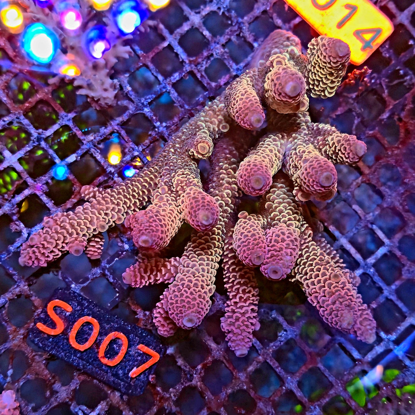 Australian SPS S007