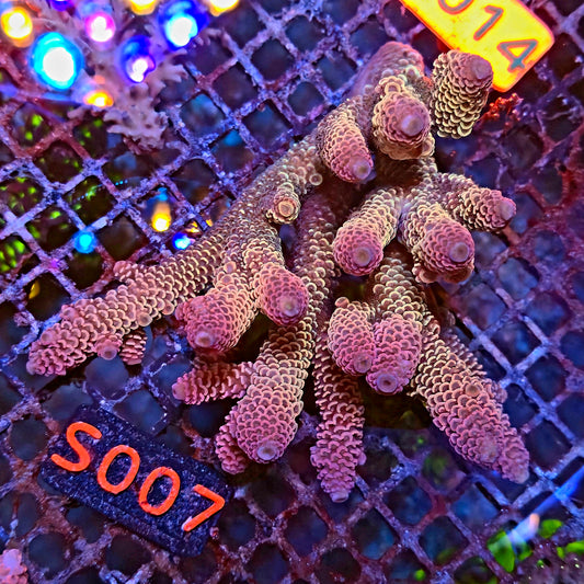 Australian SPS S007