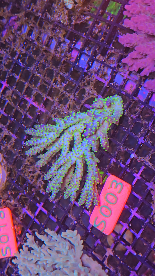 Australian SPS Colony S003p