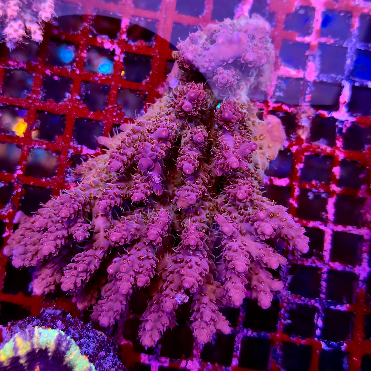 Australian Acropora Colony C3