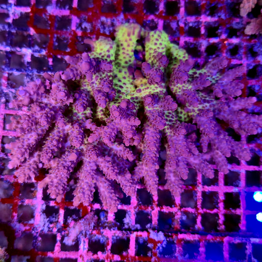 Australian Acropora Colony A3