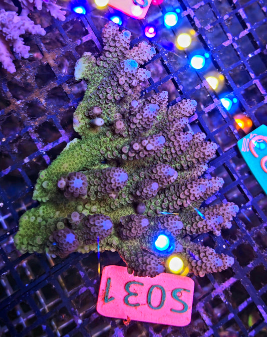 Australian SPS Colony S031p