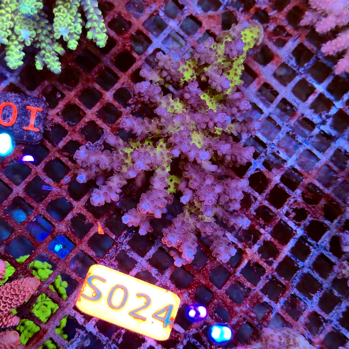 Australian SPS S024