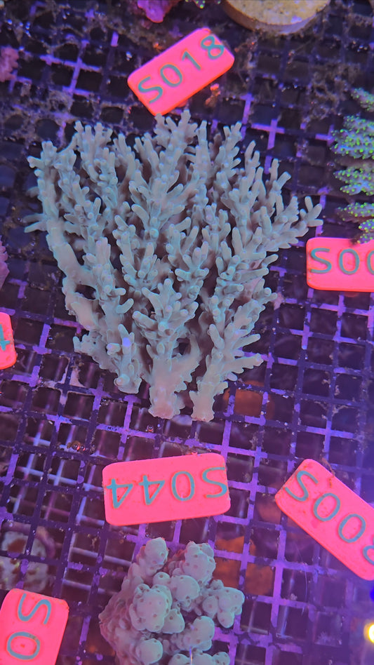 Australian SPS Colony s044p
