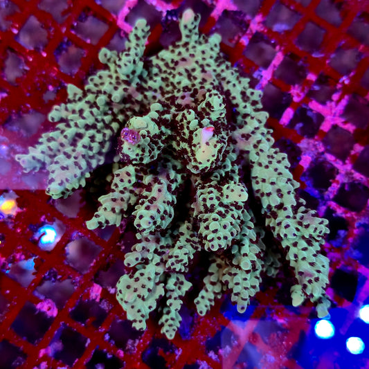 Australian Acropora Colony A6