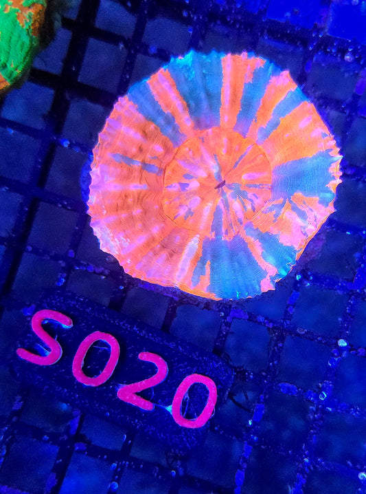 Scolymia Australis s020