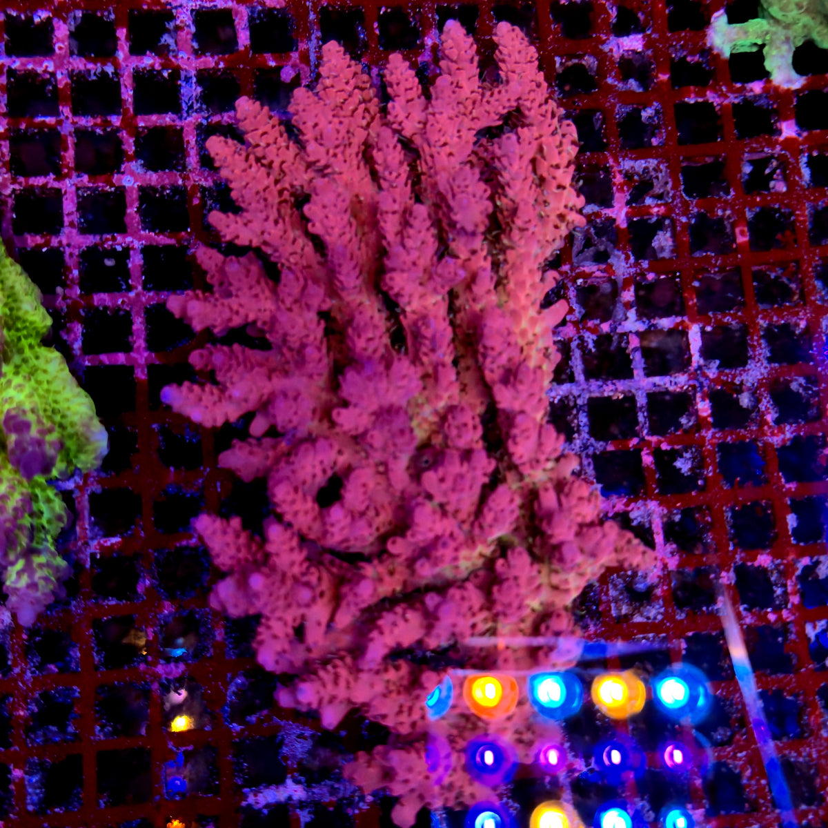 Australian Acropora Colony C1