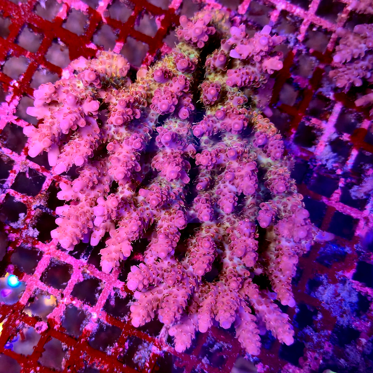 Australian Acropora Colony A5
