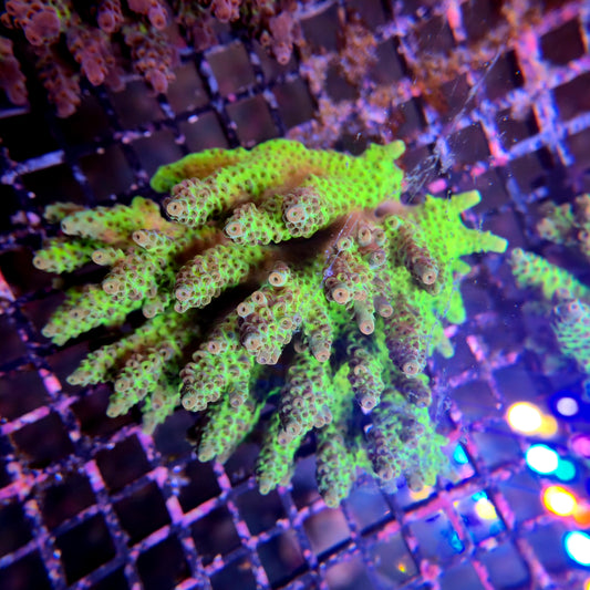 Aussie SPS Colony - Coral Farm Kuwait