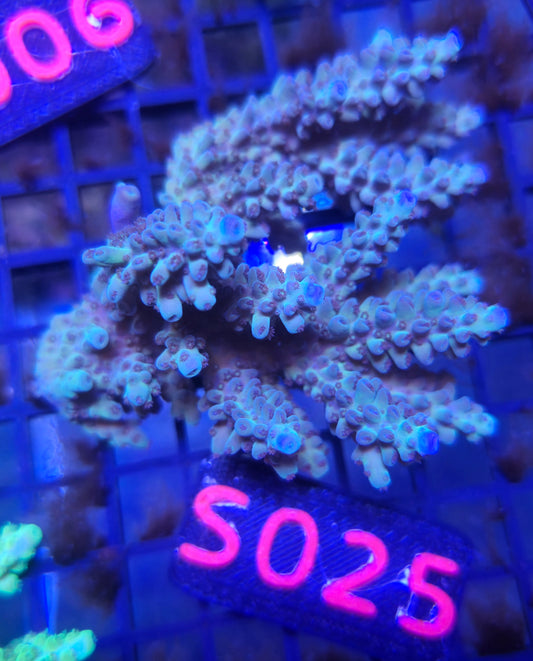 Australian SPS Colony S025
