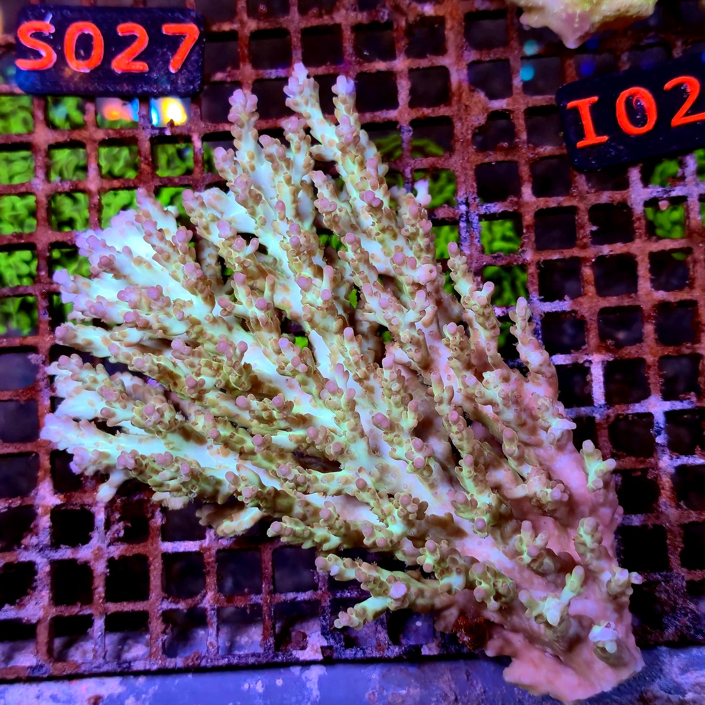 Australian SPS S027