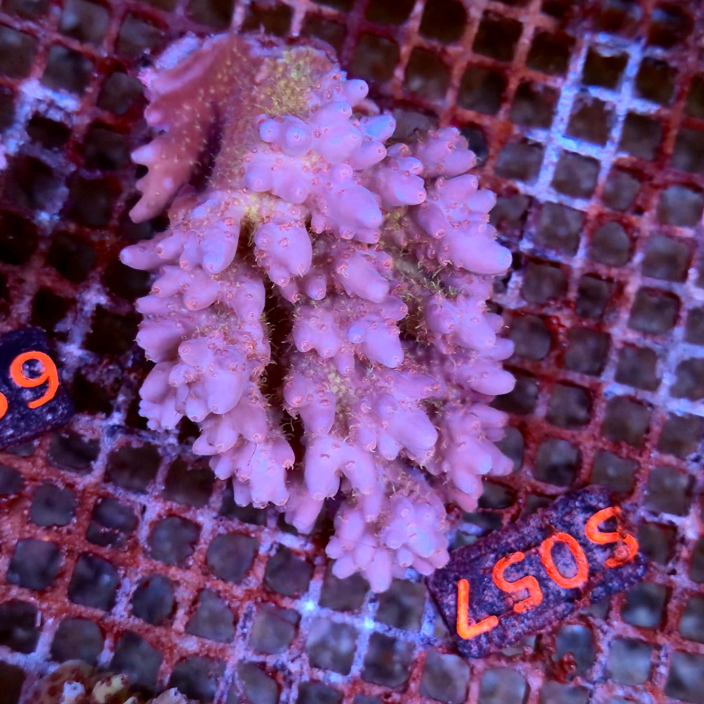 Australian SPS S057