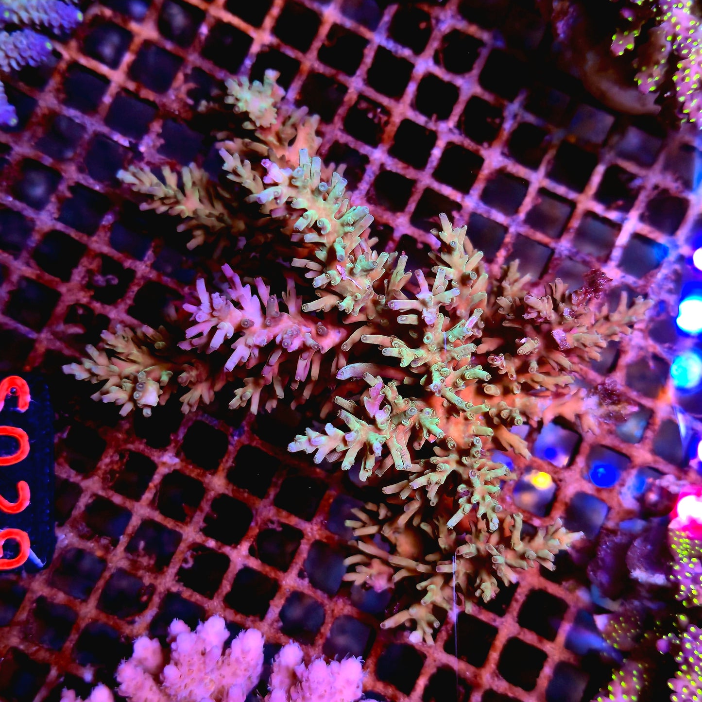 Australian SPS S029 Echinata