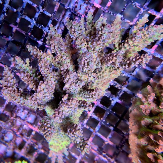 Aussie SPS Colony - Coral Farm Kuwait