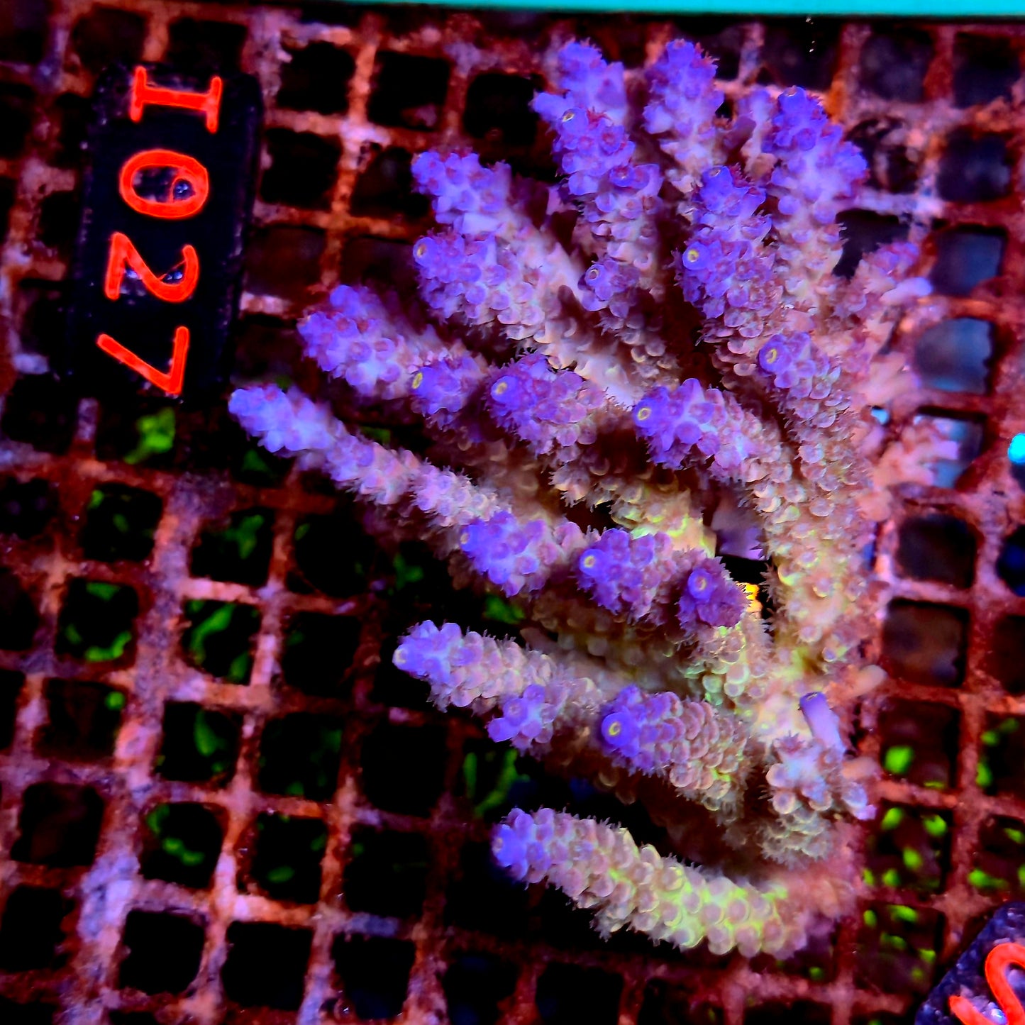 Australian SPS I027