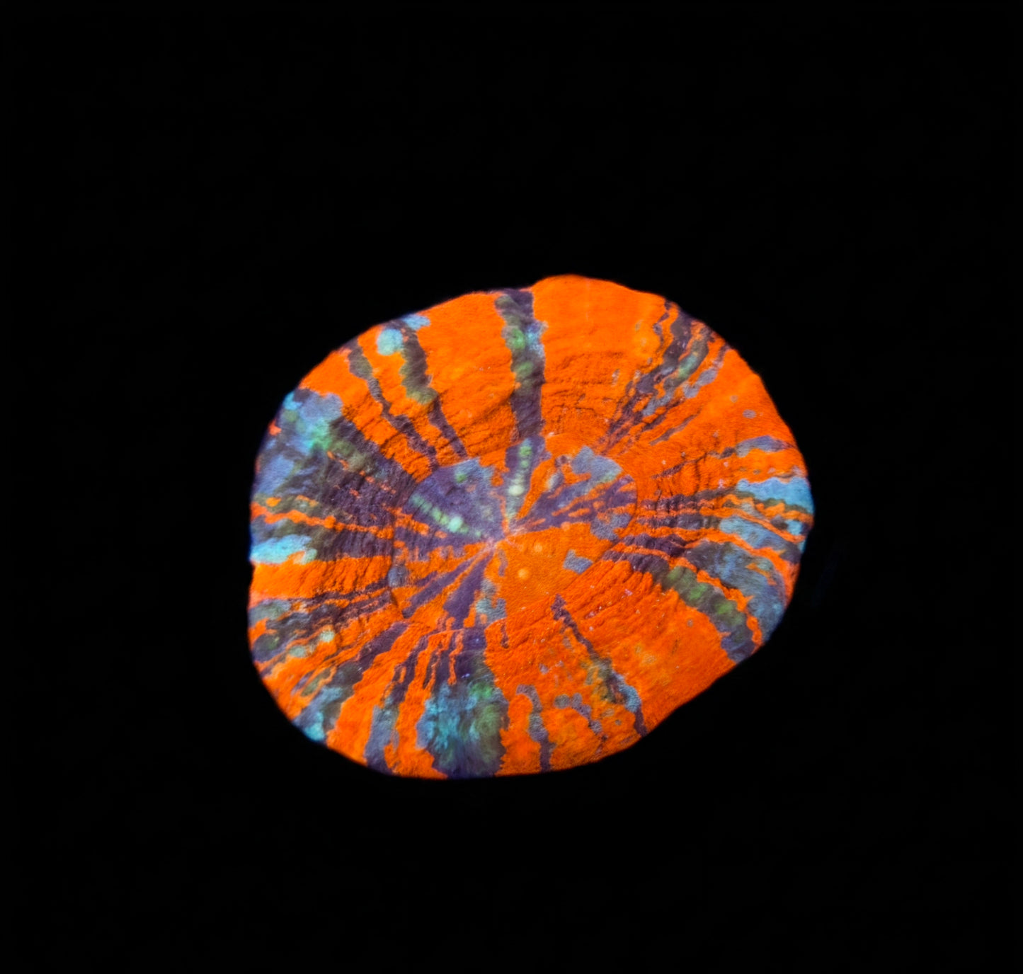 Scolymia Australis