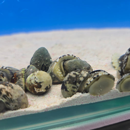 Turbo Snail - Nerita polita