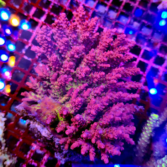 Australian Acropora Colony A10