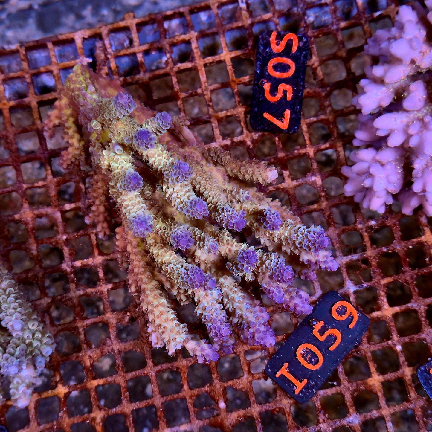 Australian SPS I059