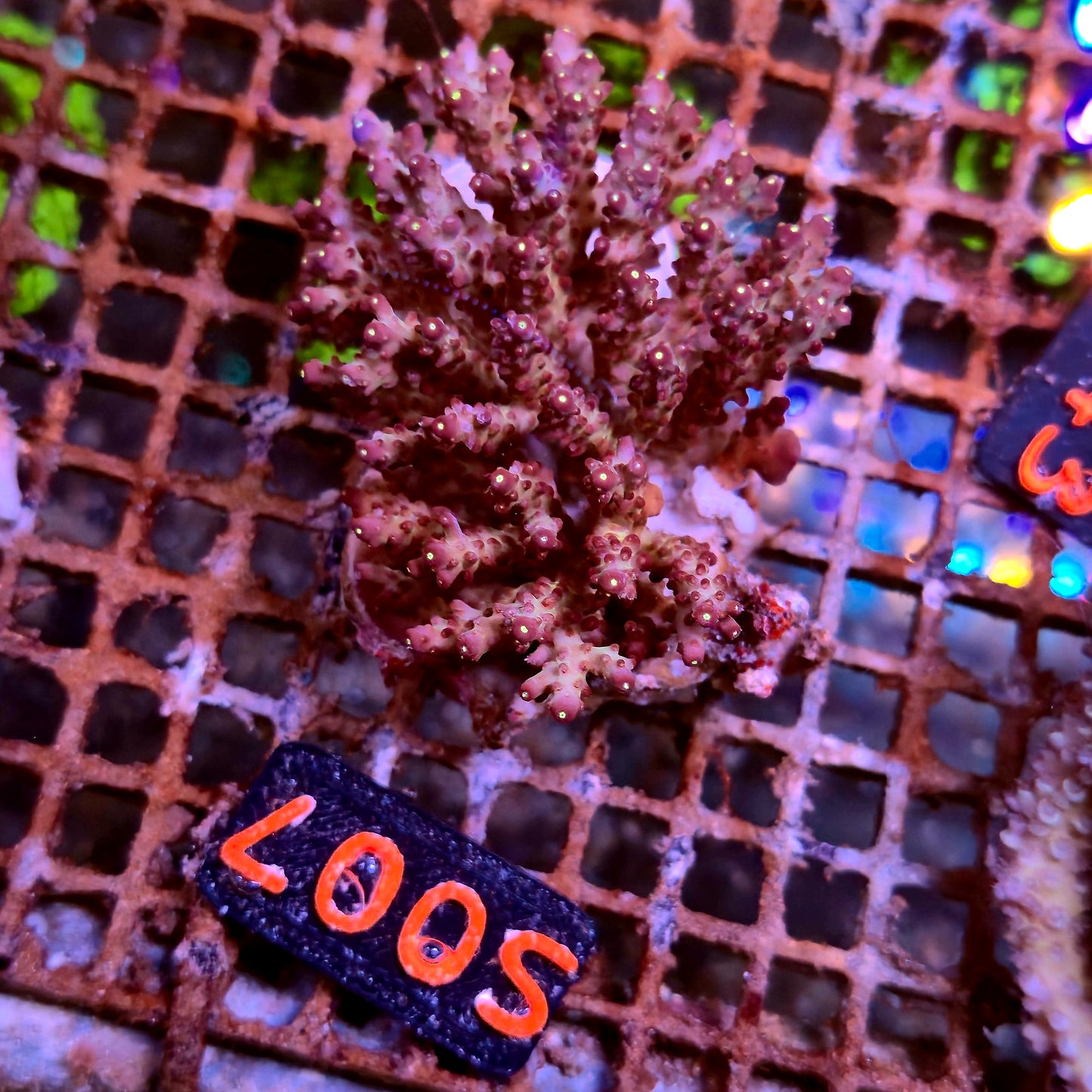 Australian SPS S007