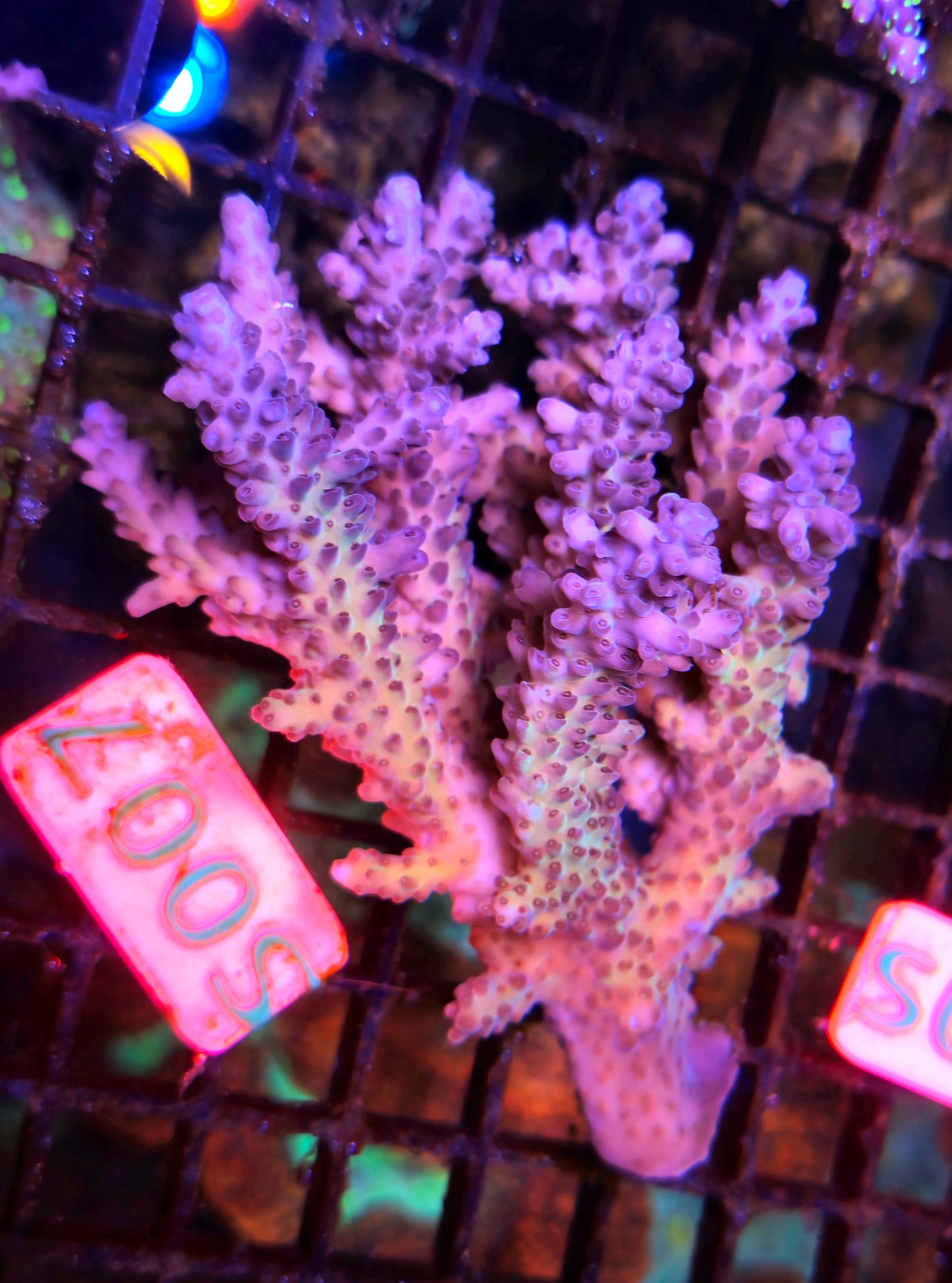 Australian SPS Colony S007p