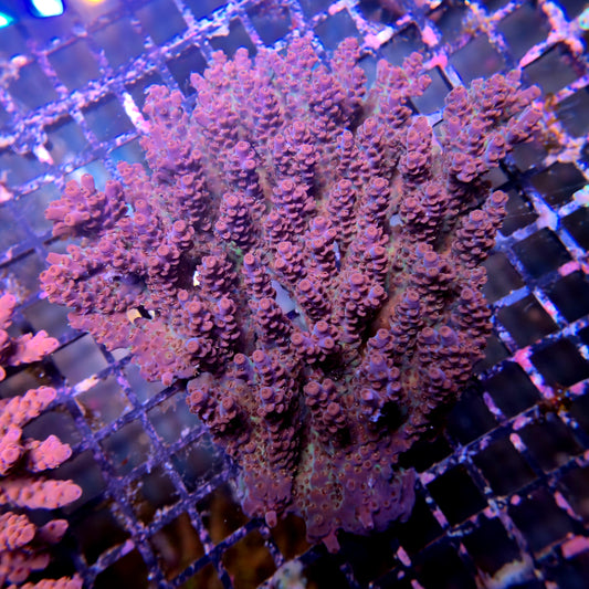 Aussie SPS Colony - Coral Farm Kuwait