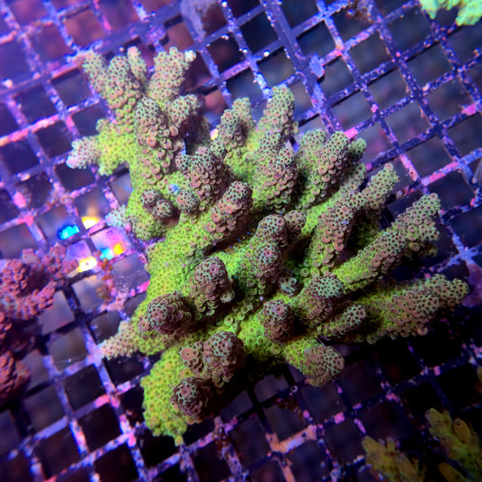 Aussie SPS Colony - Coral Farm Kuwait
