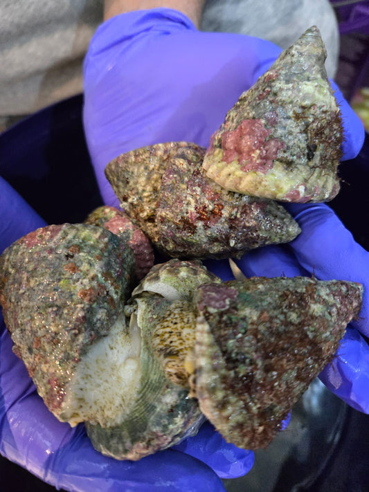 Big Pyramid Snail - Trochus maculatus