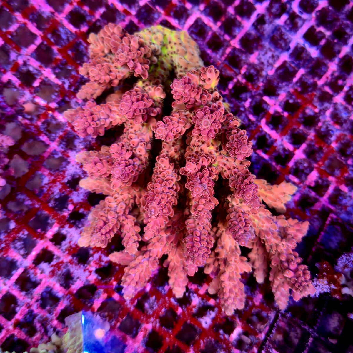 Australian Acropora Colony A2
