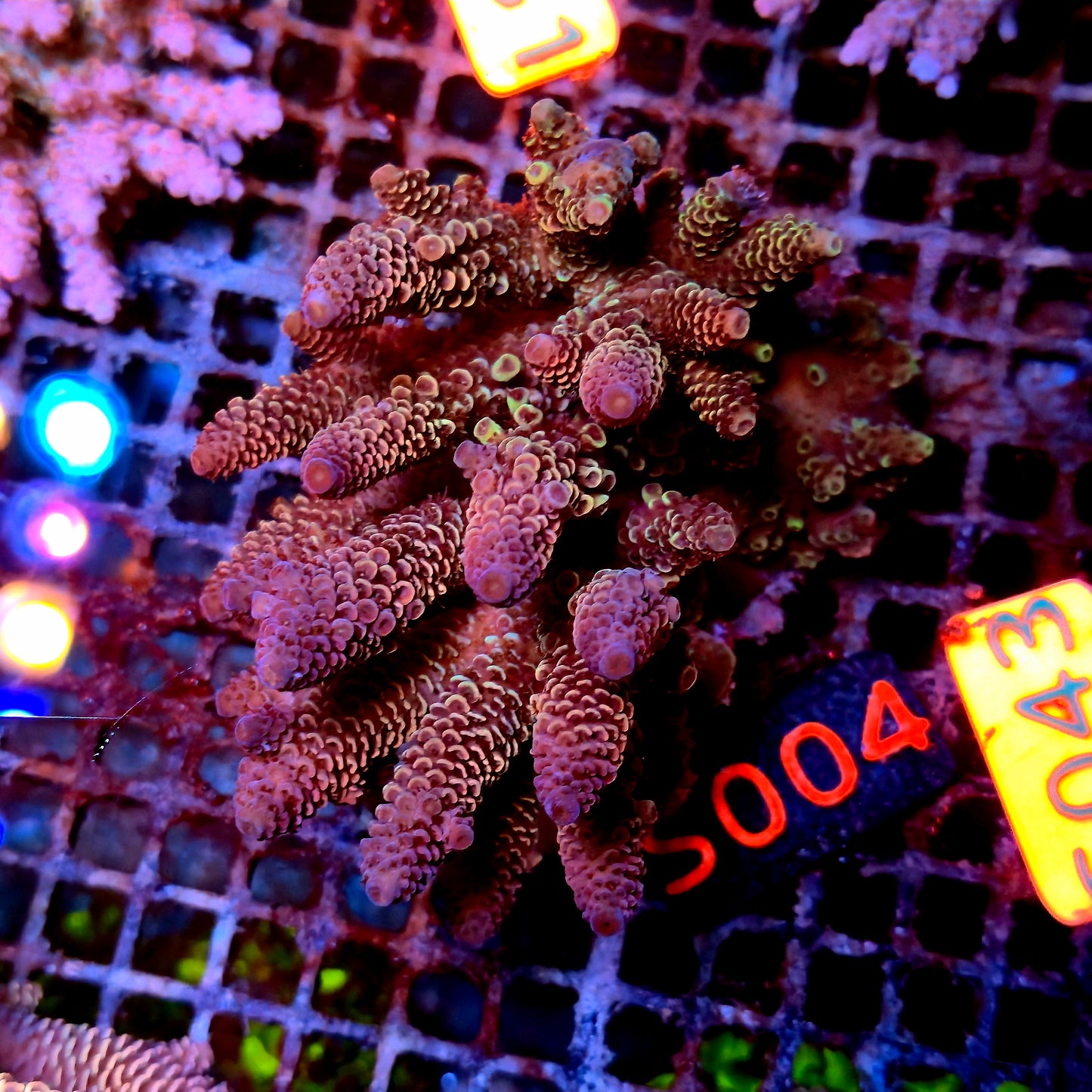 Australian SPS S004