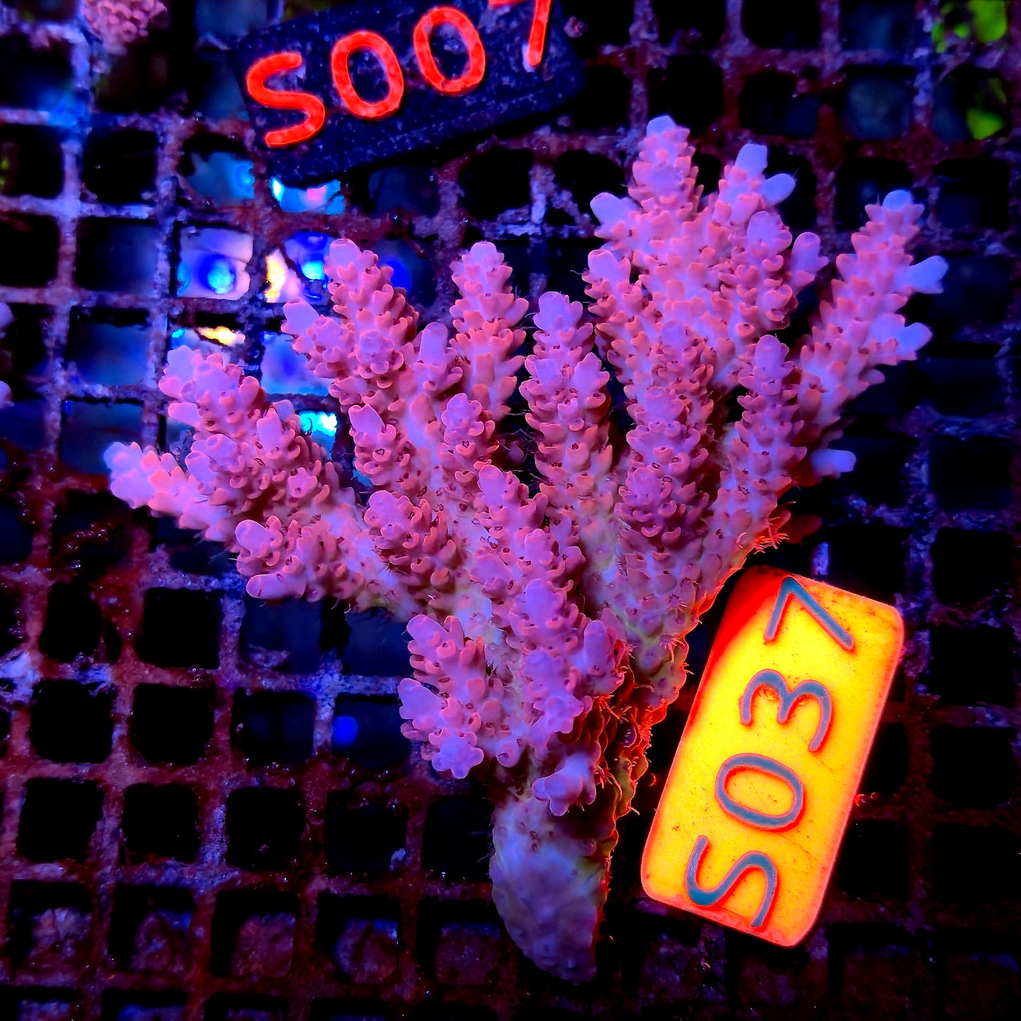 Australian SPS S037